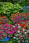 USA, Washington State, Sammamish. Garden with hosta and impatiens in late spring time bloom Art Print